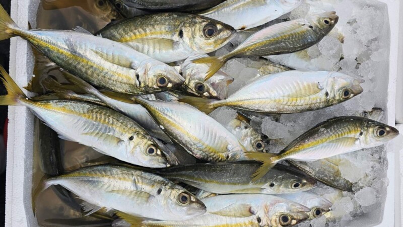 Κοκκάλια fao37 Ελλάδας 7,90 Κιλό