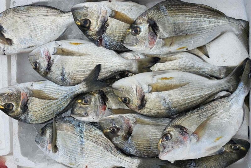 Τσιπούρες Άγριες fao37 Ελλάδας Κιλό